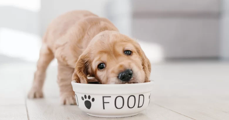 Qual a alimentação ideal para filhotes de cachorro?